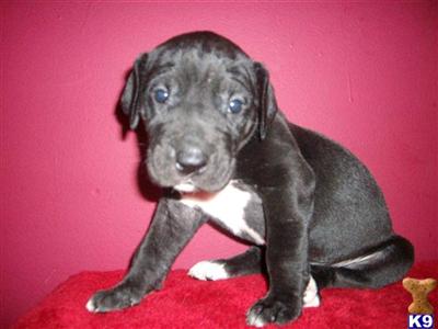 Puppies in TN